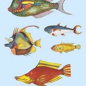 Rarest Curiosities of the Fish of the Indies by Louis Renard #56 - Art Print