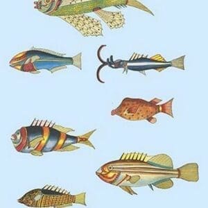 Rarest Curiosities of the Fish of the Indies by Louis Renard 6 - Art Print