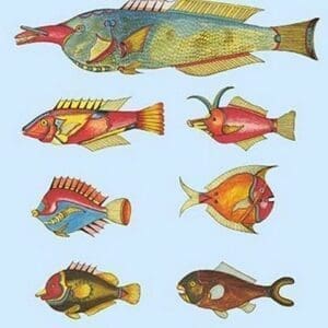 Rarest Curiosities of the Fish of the Indies by Louis Renard #7 - Art Print