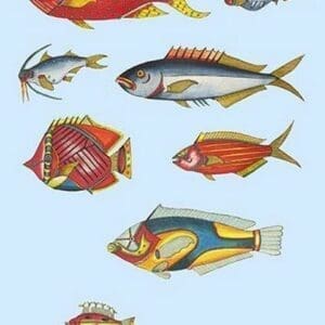 Rarest Curiosities of the Fish of the Indies by Louis Renard #8 - Art Print