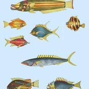 Rarest Curiosities of the Fish of the Indies by Louis Renard 9 - Art Print