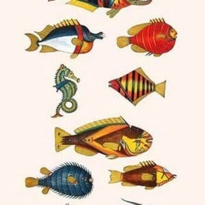 Rarest Curiosities of the Fish of the Indies by Louis Renard - Art Print