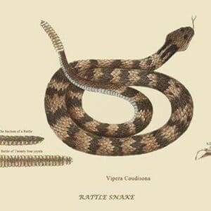 Rattlesnake by Mark Catesby #2 - Art Print