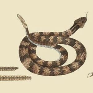 Rattlesnake by Mark Catesby - Art Print