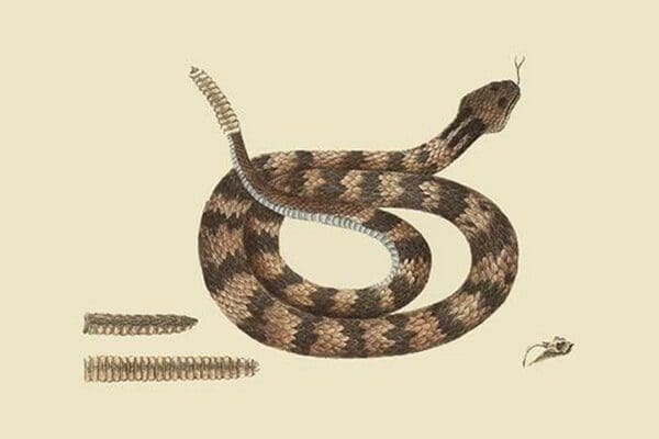 Rattlesnake by Mark Catesby - Art Print