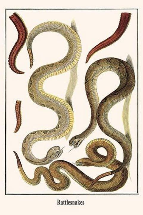 Rattlesnakes by Albertus Seba - Art Print