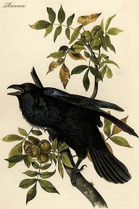 Raven by John James Audubon - Art Print