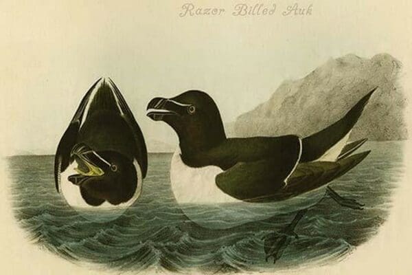 Razor Billed Auk by John James Audubon - Art Print