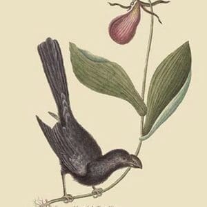 Razor Billed Blackbird of Jamaica by Mark Catesby #2 - Art Print