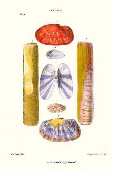 Razor Sheath Shells By John Mawe - Art Print