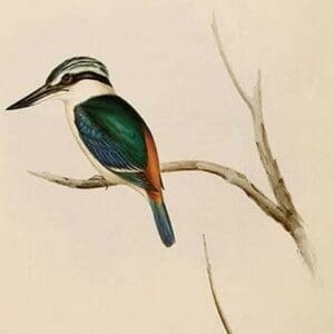 Red Backed Kingfisher by John Gould - Art Print