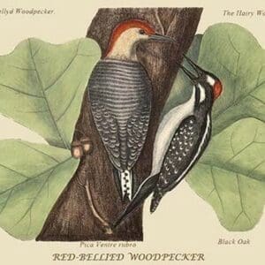 Red Bellied Woodpecker by Mark Catesby #2 - Art Print