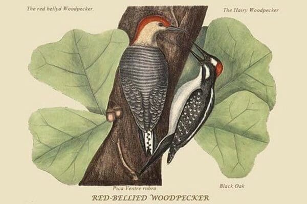 Red Bellied Woodpecker by Mark Catesby #2 - Art Print