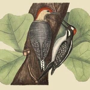 Red Bellied Woodpecker by Mark Catesby - Art Print