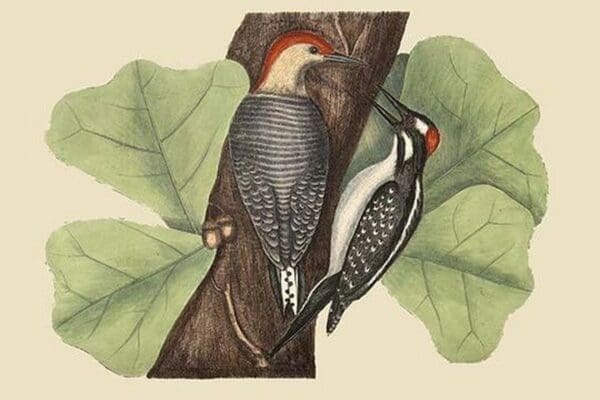 Red Bellied Woodpecker by Mark Catesby - Art Print