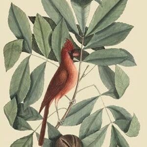 Red Bird by Mark Catesby #2 - Art Print