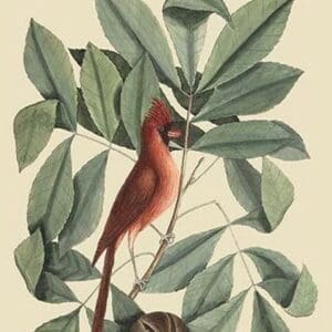 Red Bird by Mark Catesby - Art Print