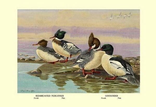 Red-Breasted Merganser and Goosander by Allan Brooks - Art Print