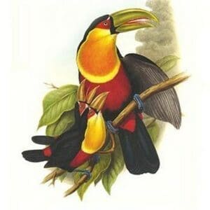 Red Breaster Toucan & Green Billed by John Gould #2 - Art Print