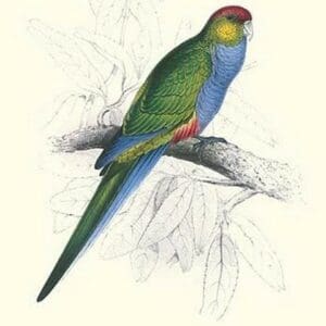 Red Capped Parakeet Female - Purpureicephalus Spurius by Edward Lear - Art Print