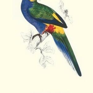 Red Capped Parakeet Male -Purpureicephalus Spurius by Edward Lear - Art Print