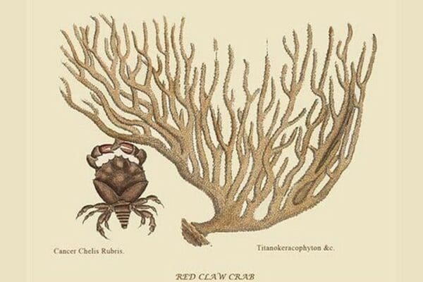 Red Claw Crab by Mark Catesby #2 - Art Print