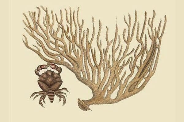 Red Claw Crab by Mark Catesby - Art Print