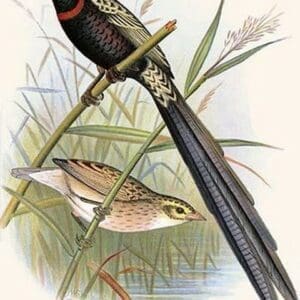 Red Collared Whydah by Frederick William Frohawk #2 - Art Print