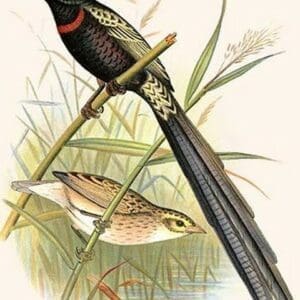 Red Collared Whydah by Frederick William Frohawk - Art Print