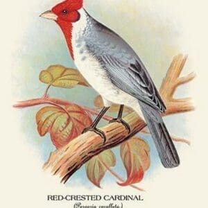 Red-Crested Cardinal by Arthur Gardiner Butler - Art Print