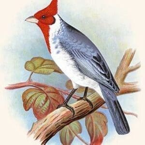 Red Crested Cardinal by Frederick William Frohawk #2 - Art Print