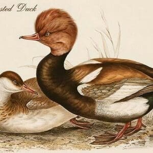 Red Crested Duck by John Gould - Art Print