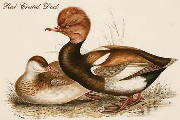 Red Crested Duck by John Gould - Art Print