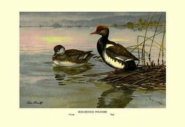 Red-Crested Pochard by Allan Brooks - Art Print