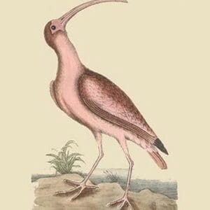 Red Curlew by Mark Catesby #2 - Art Print