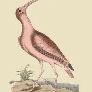 Red Curlew by Mark Catesby - Art Print