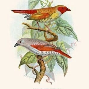 Red Faced Finch or 'Wiener's Astrild' & Crimson Winged Finch by Frederick William Frohawk #2 - Art Print