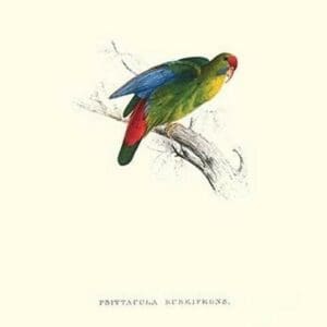 Red-Fronted Parakeet - Loriculus Philippinensis by Edward Lear - Art Print