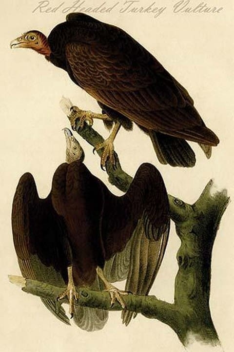 Red Headed Turkey Vulture by John James Audubon - Art Print