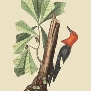 Red Headed Woodpecker by Mark Catesby #2 - Art Print