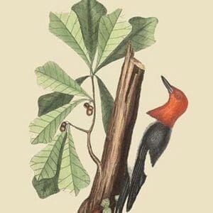 Red Headed Woodpecker by Mark Catesby - Art Print