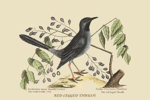 Red Legged Thrush by Mark Catesby #2 - Art Print