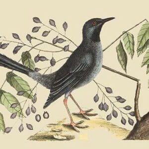 Red Legged Thrush by Mark Catesby - Art Print