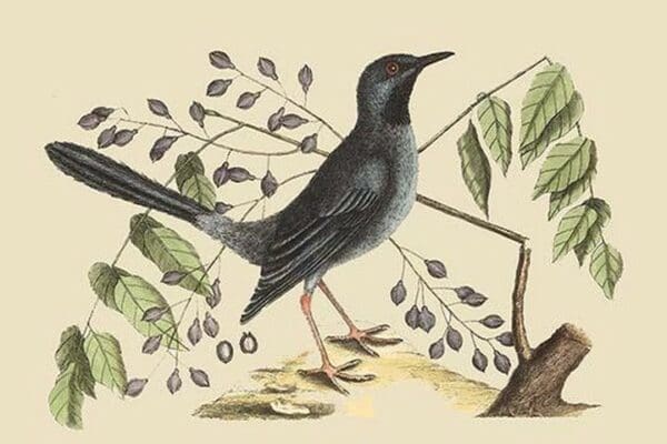 Red Legged Thrush by Mark Catesby - Art Print