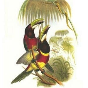 Red Necked or Double Collared Aracari by John Gould #3 - Art Print