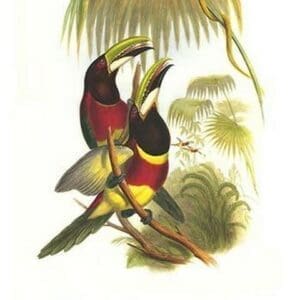 Red Necked or Double Collared Aracari by John Gould #4 - Art Print