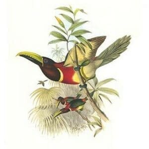 Red Necked or Double Collared Aracari by John Gould #5 - Art Print