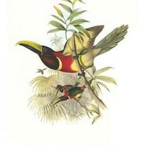 Red Necked or Double Collared Aracari by John Gould #6 - Art Print