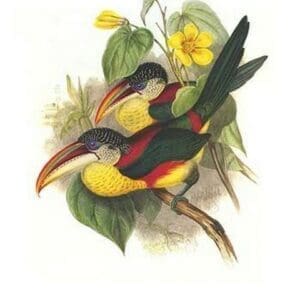 Red Necked or Double Collared aracari by John Gould #2 - Art Print