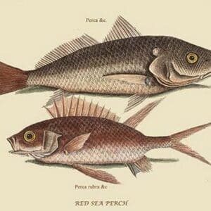 Red Sea Perch by Mark Catesby #2 - Art Print